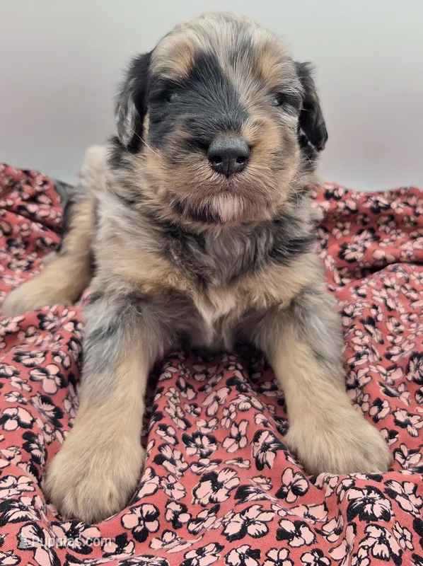 Blue – Bernedoodle puppy for sale in Lexington Park, MD