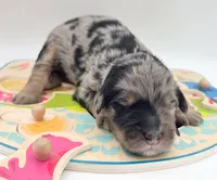 Blue, a male Bernedoodle for sale in Lexington Park, MD – Photo 2 of 6