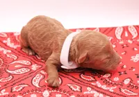 White, a female Miniature Labradoodle for sale in Lexington Park, MD – 2 of 4