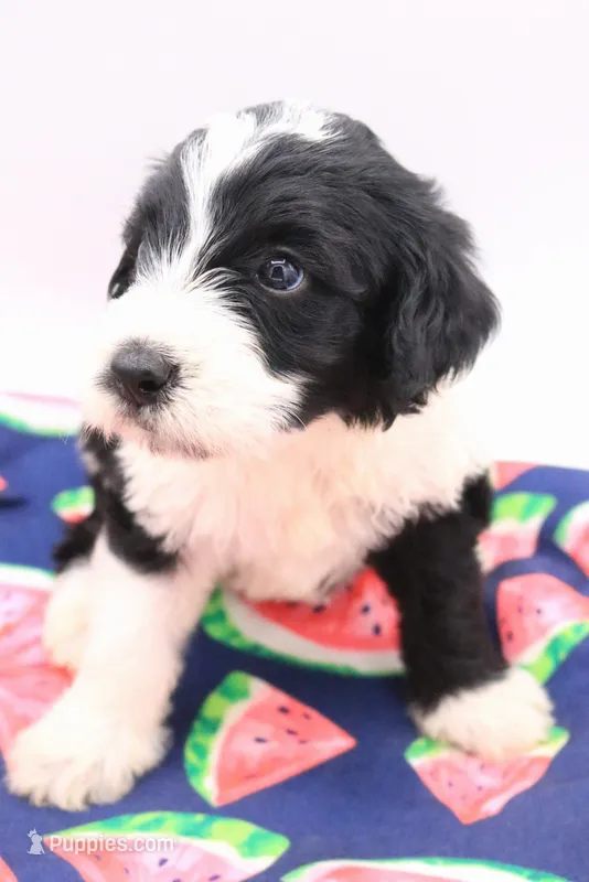 Gray – Miniature Bernedoodle puppy for sale in Lexington Park, MD