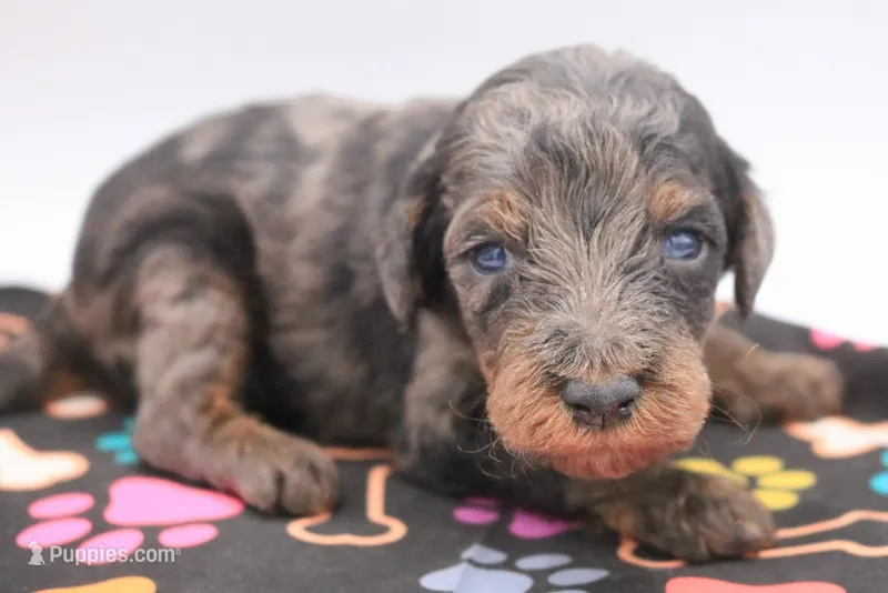 Green – Miniature Labradoodle puppy for sale in Lexington Park, MD