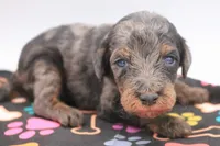 Green, a male Miniature Labradoodle for sale in Lexington Park, MD – 1 of 7