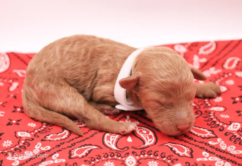 White – Miniature Labradoodle puppy for sale in Lexington Park, MD