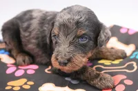 Green, a male Miniature Labradoodle for sale in Lexington Park, MD – 2 of 7