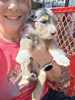Pink, a female Bernedoodle for sale in Lexington Park, MD – Photo 9 of 10