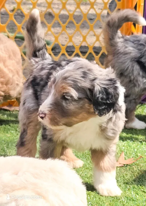 Pink – Bernedoodle puppy for sale in Lexington Park, MD