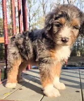Pink, a female Bernedoodle for sale in Lexington Park, MD – Photo 3 of 10