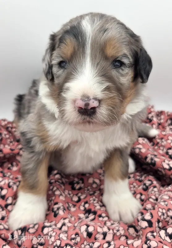 Pink – Bernedoodle puppy for sale in Lexington Park, MD