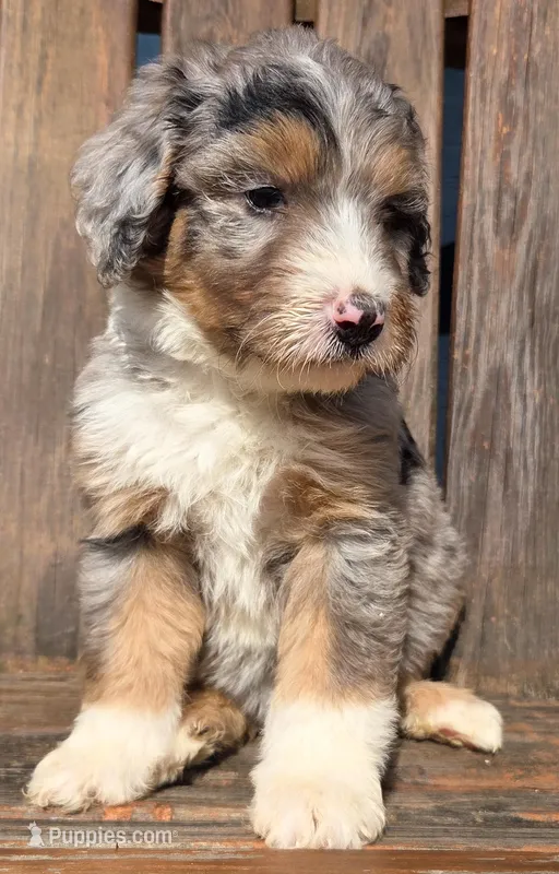 Pink – Bernedoodle puppy for sale in Lexington Park, MD