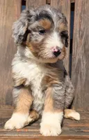 Pink, a female Bernedoodle for sale in Lexington Park, MD – Photo 6 of 10
