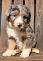 Pink, a female Bernedoodle for sale in Lexington Park, MD – Photo 5 of 10
