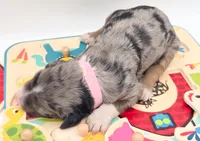 Pink, a male Bernedoodle for sale in Lexington Park, MD – Photo 2 of 6