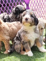 Pink, a female Bernedoodle for sale in Lexington Park, MD – Photo 8 of 10