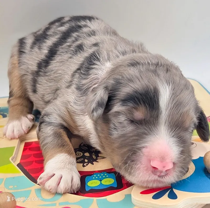 Pink, a male Bernedoodle for sale in Lexington Park, MD – Photo 1 of 6