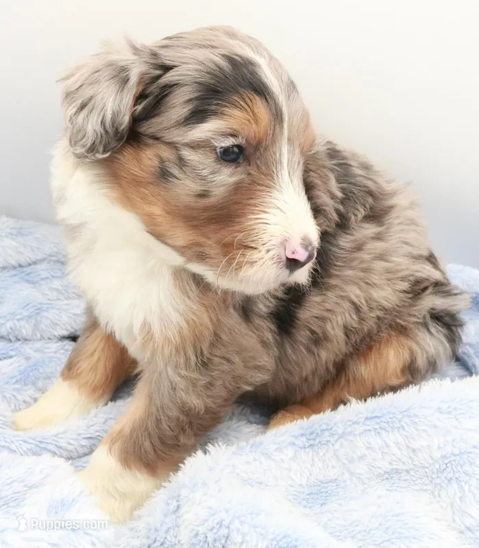 Pink – Bernedoodle puppy for sale in Lexington Park, MD