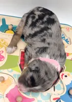 Pink, a male Bernedoodle for sale in Lexington Park, MD – Photo 6 of 6