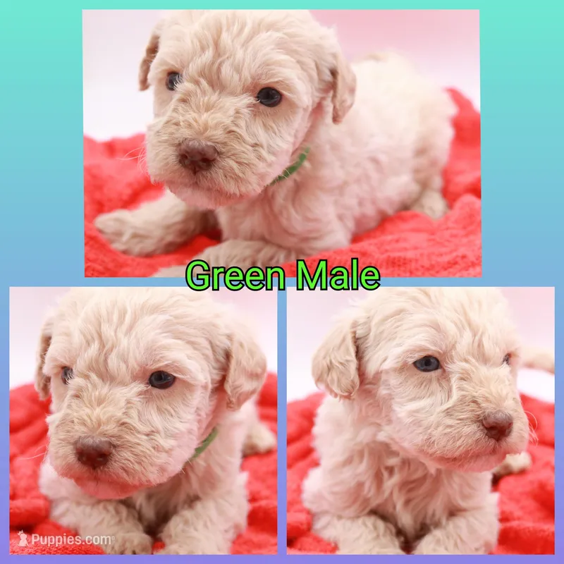 Green Mini – Miniature Labradoodle puppy for sale in Lexington Park, MD