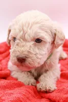 Green Mini, a male Miniature Labradoodle for sale in Lexington Park, MD – Photo 3 of 5