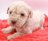 Green Mini, a male Miniature Labradoodle for sale in Lexington Park, MD – Photo 4 of 5