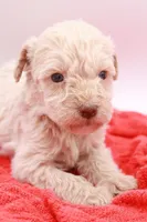 Green Mini, a male Miniature Labradoodle for sale in Lexington Park, MD – Photo 5 of 5