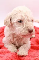 Green Mini, a male Miniature Labradoodle for sale in Lexington Park, MD – Photo 2 of 5