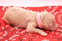 Light pink, a female Miniature Labradoodle for sale in Lexington Park, MD – 3 of 4