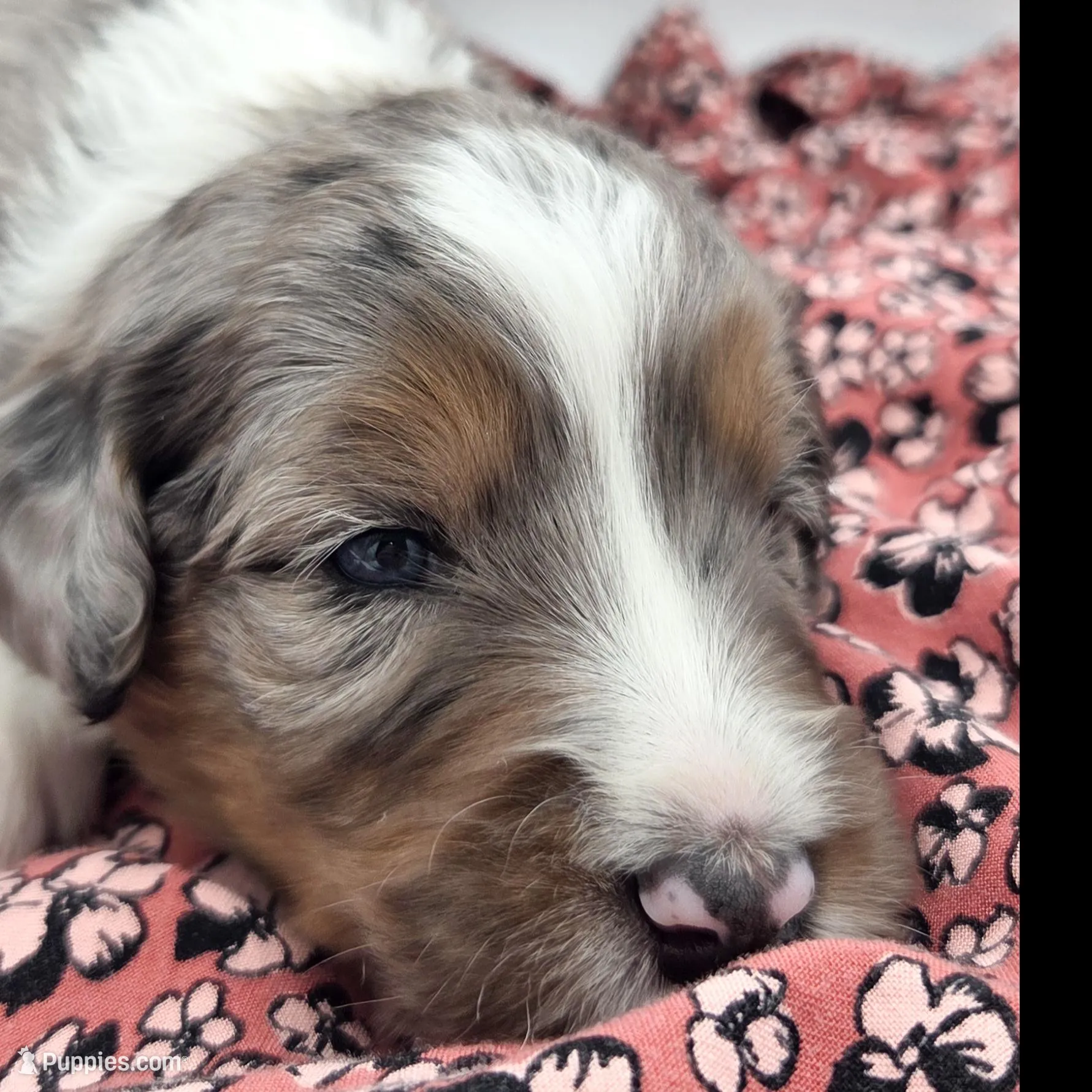 Purple  – Bernedoodle puppy for sale in Lexington Park, MD