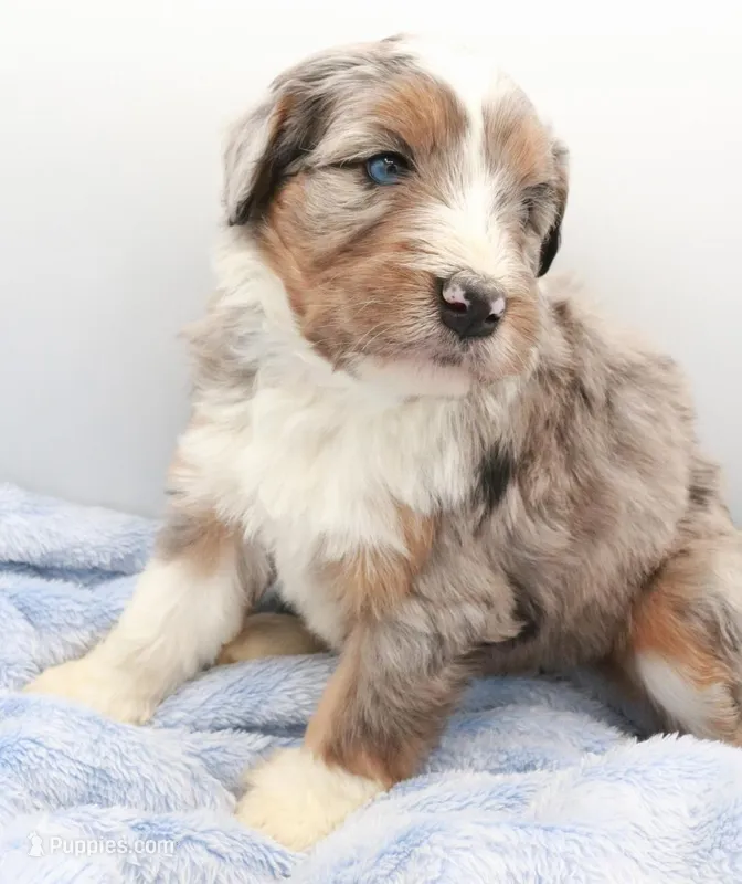 Purple  – Bernedoodle puppy for sale in Lexington Park, MD