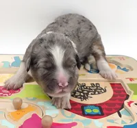 Purple , a male Bernedoodle for sale in Lexington Park, MD – Photo 3 of 4