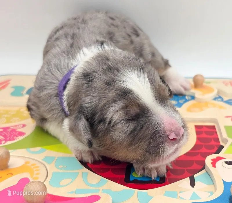 Purple , a male Bernedoodle for sale in Lexington Park, MD – Photo 1 of 4
