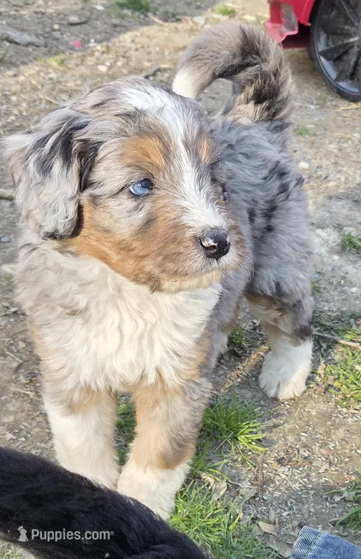 Purple  – Bernedoodle puppy for sale in Lexington Park, MD