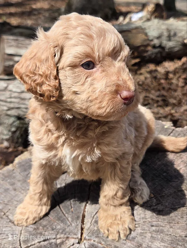 Black Mini – Miniature Labradoodle puppy for sale in Lexington Park, MD
