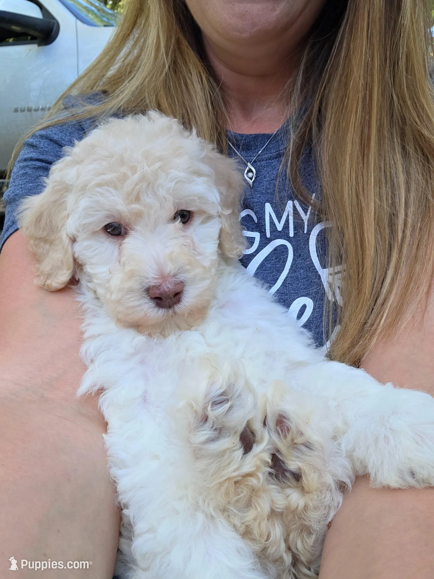 Fuscia, a female Labradoodle for sale in Lexington Park, MD – Photo 5 of 10