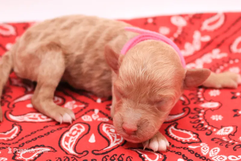 Pink – Miniature Labradoodle puppy for sale in Lexington Park, MD
