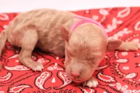 Pink, a female Miniature Labradoodle for sale in Lexington Park, MD – 1 of 3