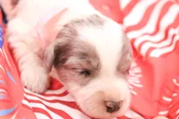 Pink, a female Miniature Bernedoodle for sale in Lexington Park, MD – 3 of 5