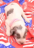 Pink, a female Miniature Bernedoodle for sale in Lexington Park, MD – 4 of 5