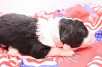 Gray, a male Miniature Bernedoodle for sale in Lexington Park, MD – 3 of 3
