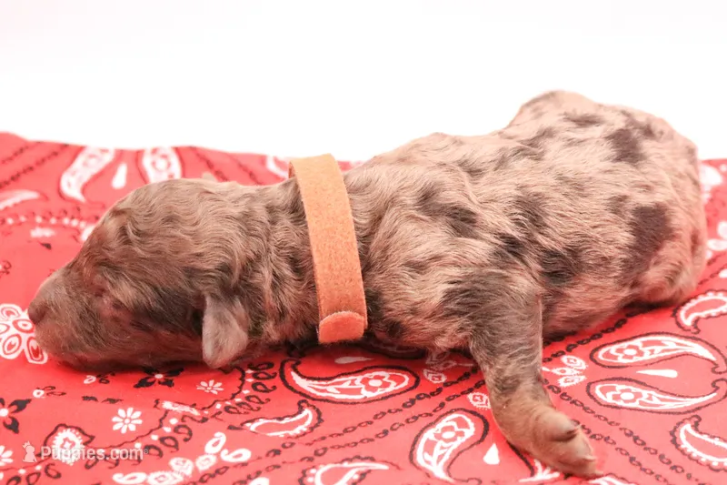 Brown – Miniature Labradoodle puppy for sale in Lexington Park, MD