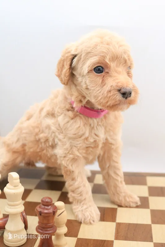 pink – Miniature Labradoodle puppy for sale in Lexington Park, MD
