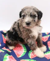 Green, a male Miniature Bernedoodle for sale in Lexington Park, MD – 3 of 6