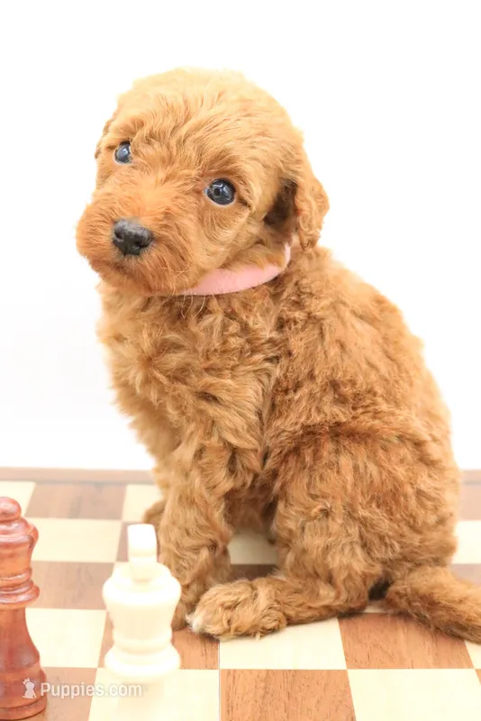 Light Pink – Miniature Labradoodle puppy for sale in Lexington Park, MD