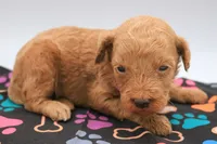 Light Pink, a female Miniature Labradoodle for sale in Lexington Park, MD – 5 of 8