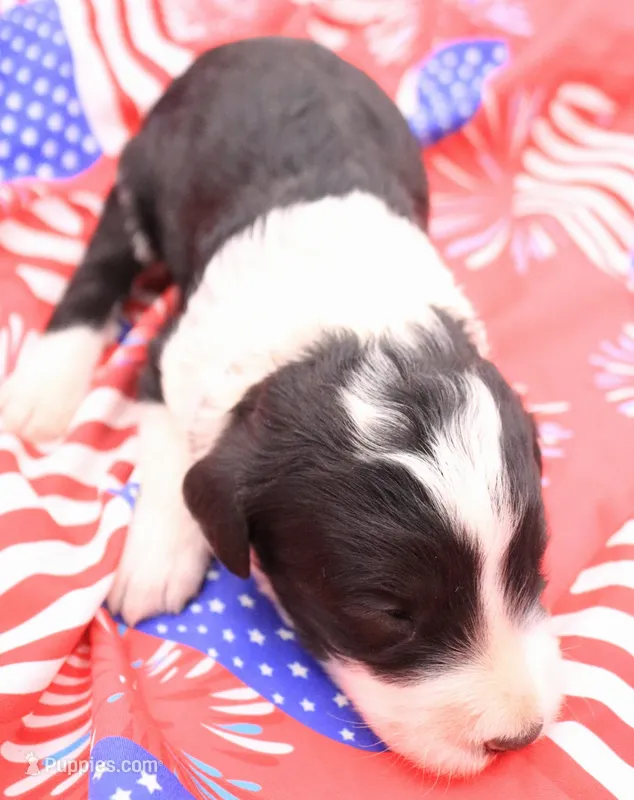Gray – Miniature Bernedoodle puppy for sale in Lexington Park, MD