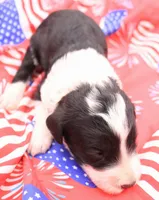 Gray, a male Miniature Bernedoodle for sale in Lexington Park, MD – 1 of 3