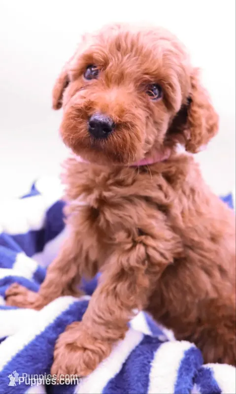 Light Pink – Miniature Labradoodle puppy for sale in Lexington Park, MD