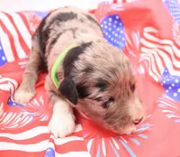 Green, a male Miniature Bernedoodle for sale in Lexington Park, MD – 4 of 6