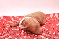 White, a female Miniature Labradoodle for sale in Lexington Park, MD – 4 of 4