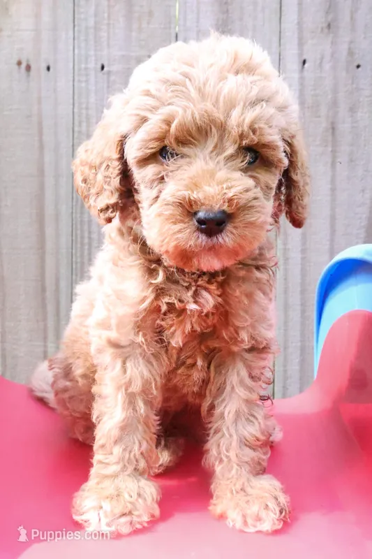 Orange – Miniature Labradoodle puppy for sale in Lexington Park, MD
