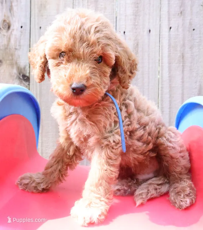 Blue – Miniature Labradoodle puppy for sale in Lexington Park, MD